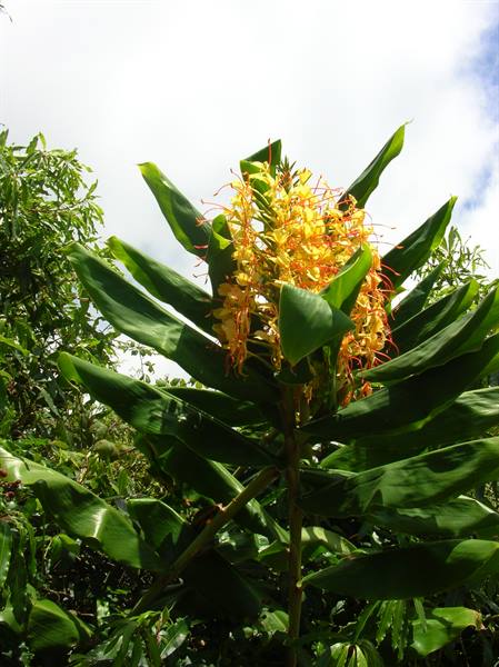 Ginger flower