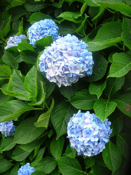 HYDRANGEAS