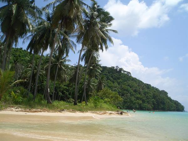 Palm trees on pale sand beach, turquoise water, swimmers under the sun