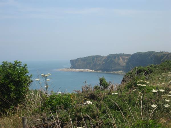 Wild bushes and flowers before the cliffs of Pointe du Hoc, Normandy