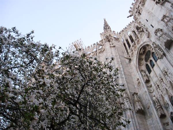 Magnolia branches in bloom before the marble Duomo of Milan
