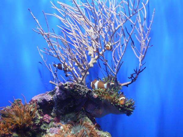 Clownfish swimming among sea fan and anemones in a blue aquarium tank