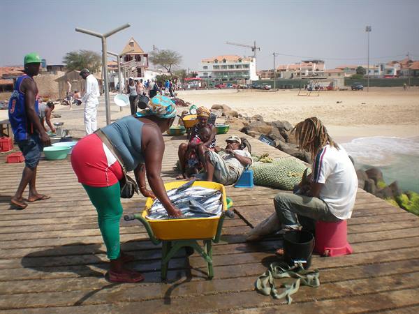 Fishermen with wheelbarrow of fish on Santa Maria pier, Sal