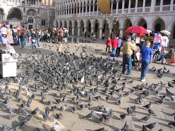 St Mark's Square in Venice, tourists and pigeons crowding the stone pavement