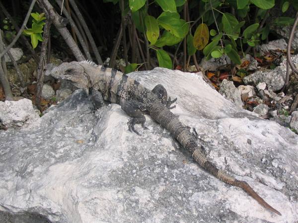 iguana