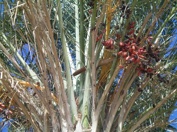 palm and dates on the beach