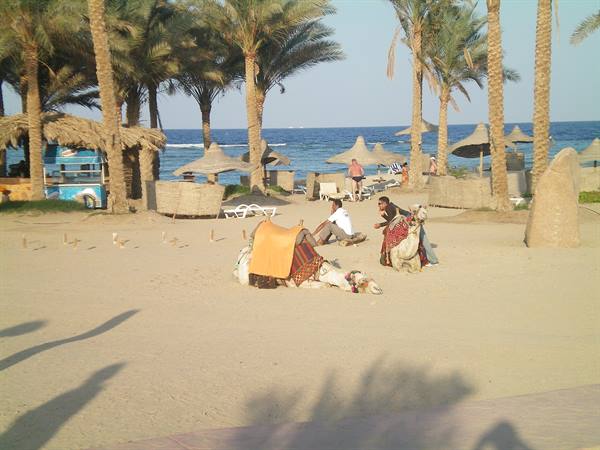camels on the beach