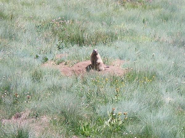 marmot