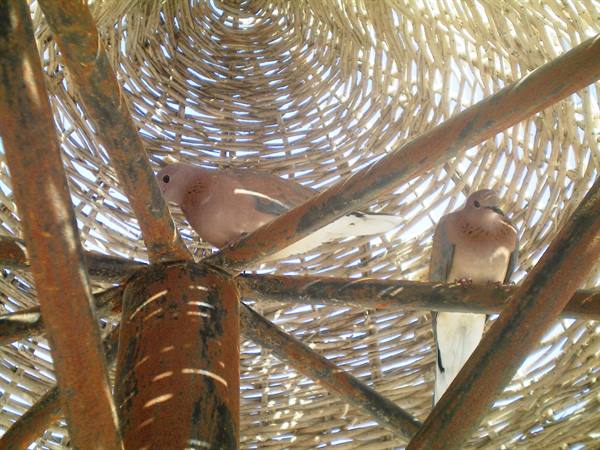 doves