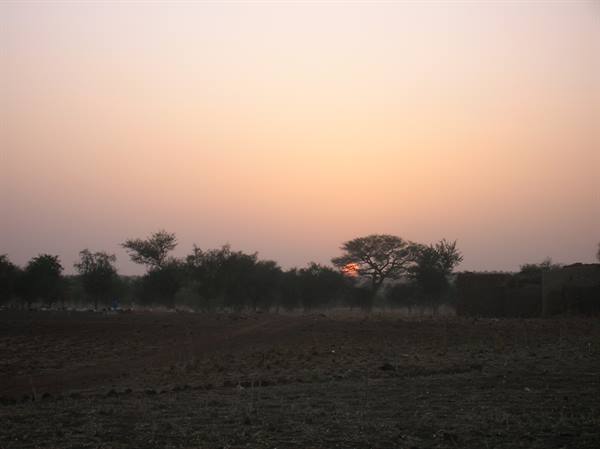 Low sun behind acacia trees over dry dusty ground