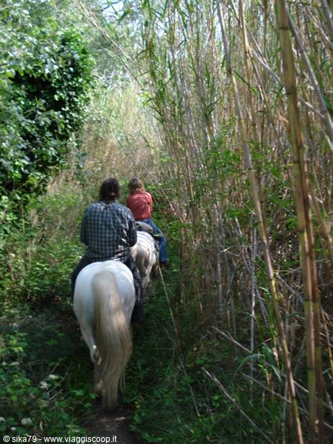 Camargue - horse ride