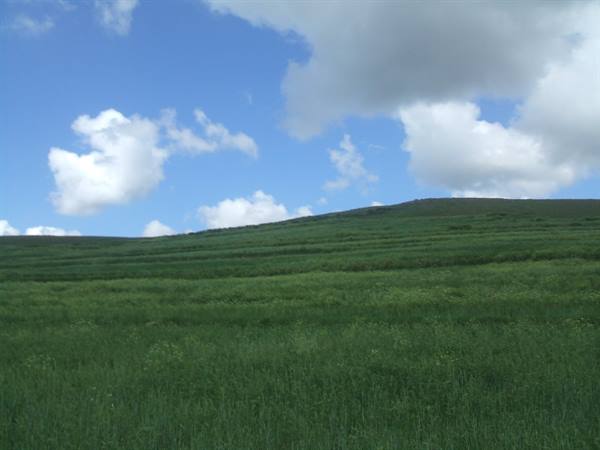 Grassy green hill under a blue sky with white clouds