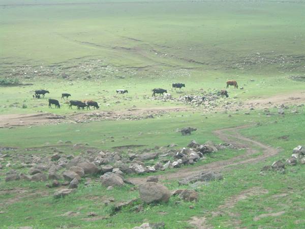 Cows grazing on a green meadow with boulders and dirt paths
