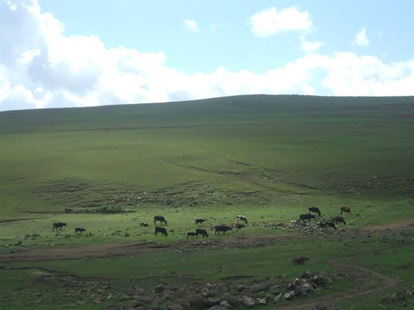 Cows grazing on green grassy hills under a cloudy sky