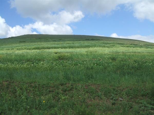 Green grassy hill with wildflowers under white clouds and blue sky