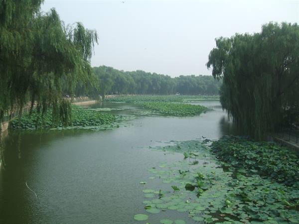 Pond covered with lotus leaves and weeping willows under hazy sky
