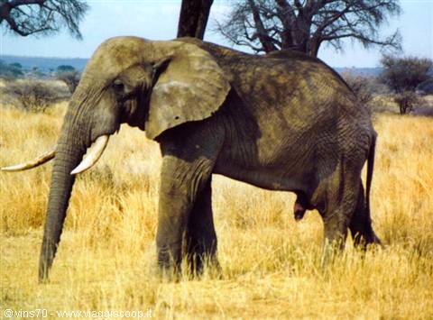 Long-tusked elephant walking through dry grass and bare trees