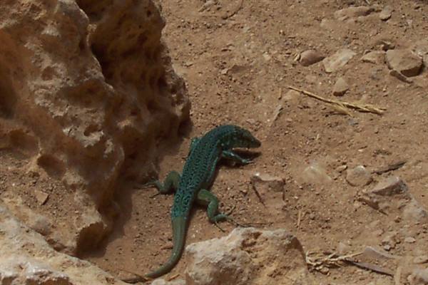 Green lizard on sandy rocky ground beside a porous stone, bright sunlight