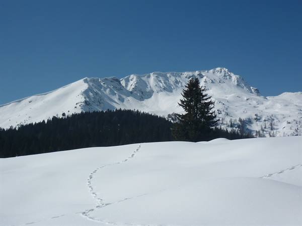 Footprints across fresh snow before snowy mountains and dark firs
