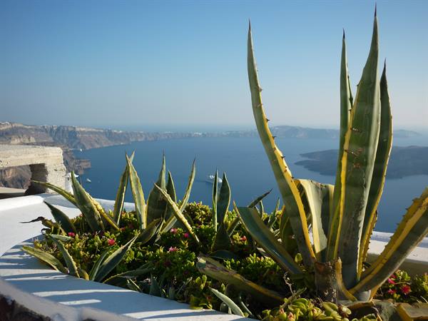 Agave plants on white terrace overlooking Santorini caldera and blue sea