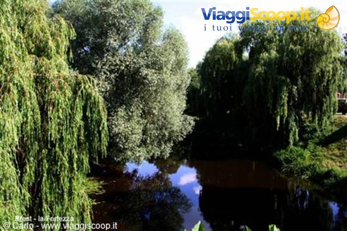 Weeping willows reflecting in a dark canal in Trieste