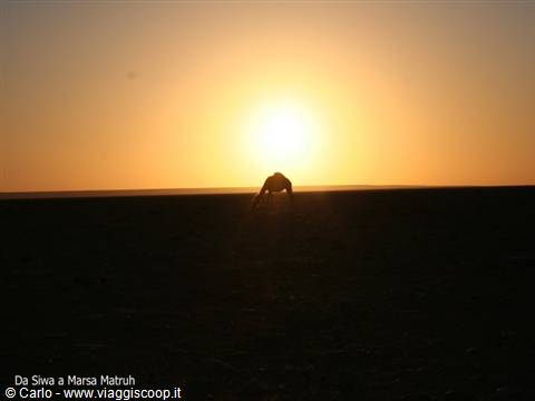 Camel silhouette in the Siwa desert, low sun on the horizon