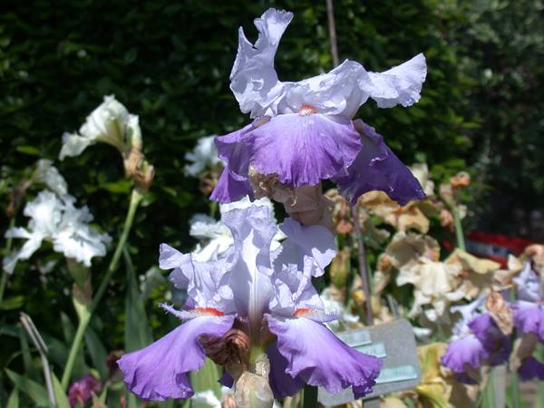 Florence - Iris Exhibition