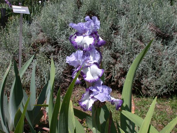 Florence - Iris Exhibition