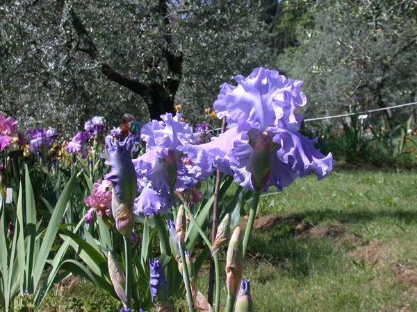 Florence - Iris Exhibition