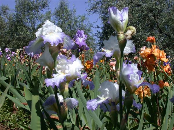 Florence - Iris Exhibition