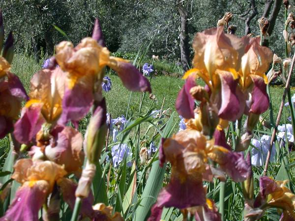 Florence - Iris Exhibition