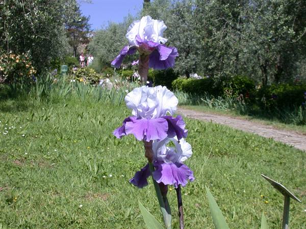 Florence - Iris Exhibition