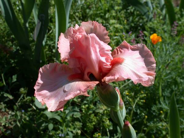 Florence - Iris Exhibition