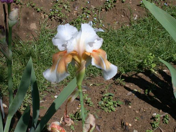 Florence - Iris Exhibition