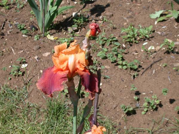 Florence - Iris Exhibition