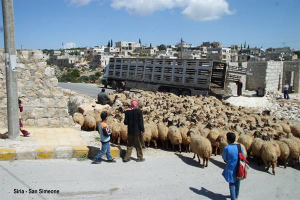 Syria - Qalah Siman