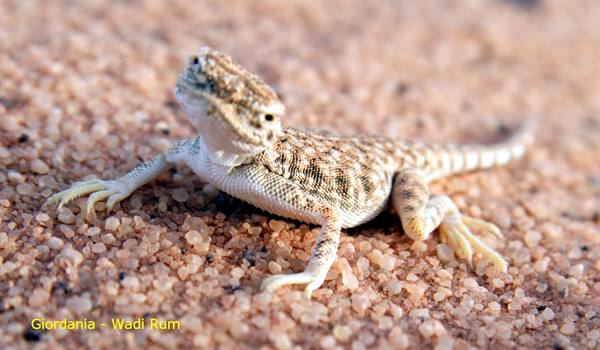 Jordan - Wadi Rum