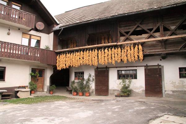 Farmyard with bundles of corn hanging to dry under the wooden balcony