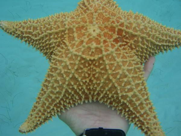 Hand lifting a large spiny starfish above clear turquoise water