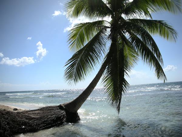 Leaning palm tree over turquoise Caribbean water in Punta Cana