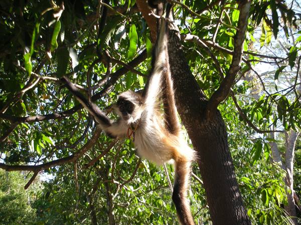 Spider monkey hanging from a branch by its tail among green leaves
