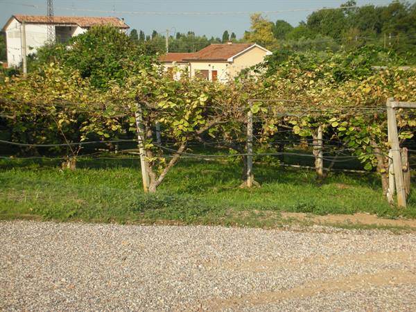 Vineyard on wooden posts in front of countryside houses with red roofs