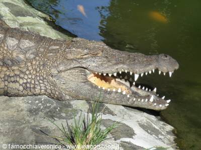 Crocodile with open jaws on gray rock beside green water