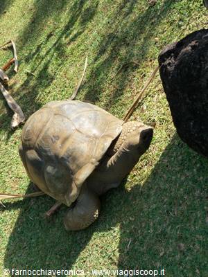 Giant tortoise with brown shell walking on green grass in sunlight