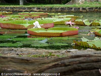 Giant Victoria water lilies floating in a pond at Pamplemousses botanical garden