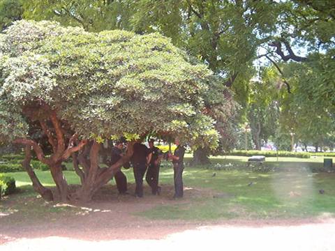 In the shade of the Casa Rosada