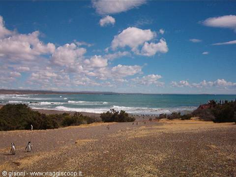 Penguin colony at Punta Tombo
