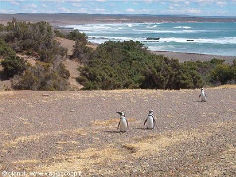 Magellanic penguin.