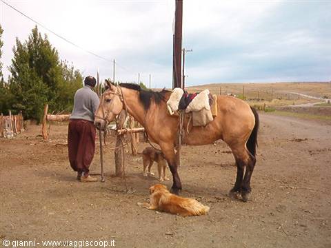 Caballo criollo, the argentine breed