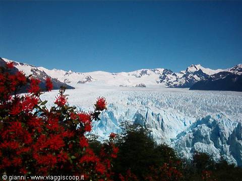 Perito Moreno with 'notros' flowers